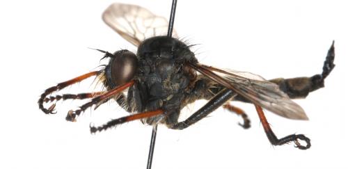 Neoitamus cyanurus